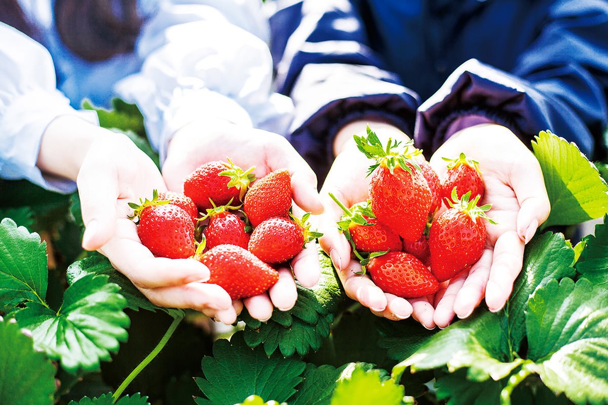 🍓 과실의 마을 하라다 농원 (Kajitsu no Sato Harada Farm) 이미지 6